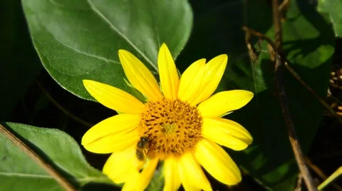 Bumblebee and bee on sunflower - time lapse Stock Footage 44642241