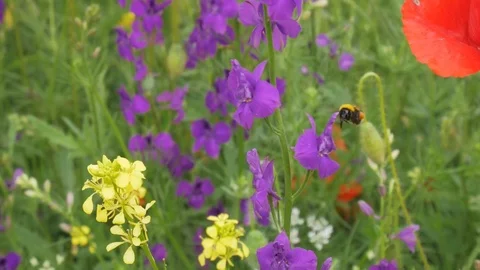 Bumblebee and big violet flower. Stock Footage 84796041