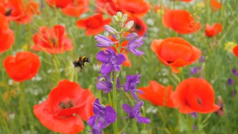 Bumblebee and big violet flower. Vídeos de archivo 86044092