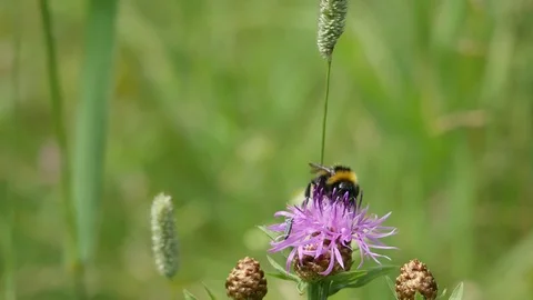 Bumblebee and bug. 動画素材 116956976