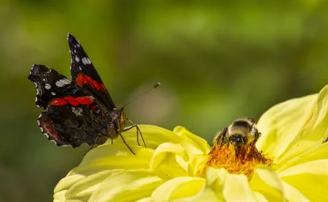 Bumblebee and butterfly on the same flower. Foto stock
