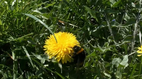 Bumblebee and Dandelion in 4k UHD 2160 Video stock 67876629