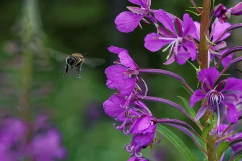 A bumblebee and Fireweed Stock Photos