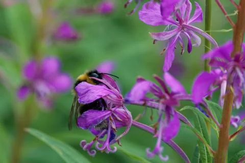 A bumblebee and Fireweed Foto stock