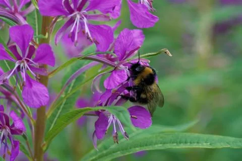 A bumblebee and Fireweed Stock Photos