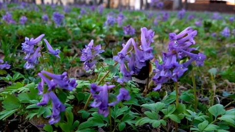 Bumblebee and flower 库存影片 112716719