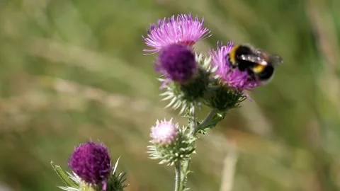 Bumblebee and Flower.  Stock Footage 171132433