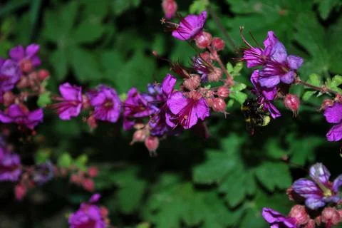 Bumblebee and flower Stock Photos