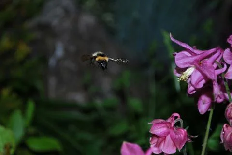 Bumblebee and flower Stock Photos