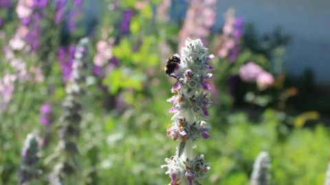 Bumblebee and flower Stock Photos