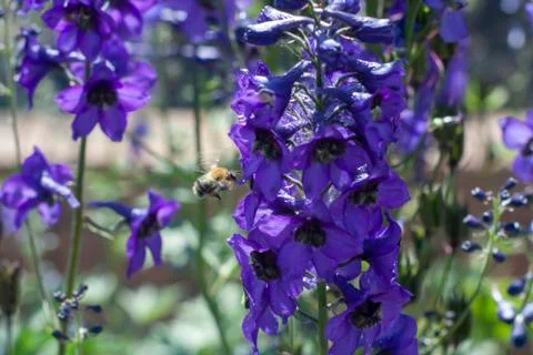 Bumblebee and flower Stock Photos