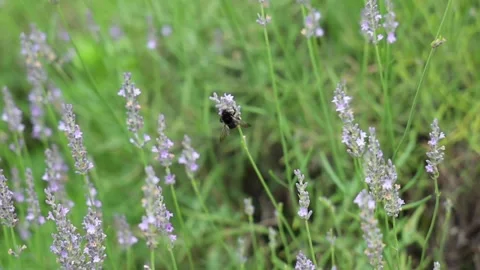 Bumblebee and flowers Stock Footage 137944386