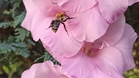 Bumblebee and gladiolus Stock Footage 149431266