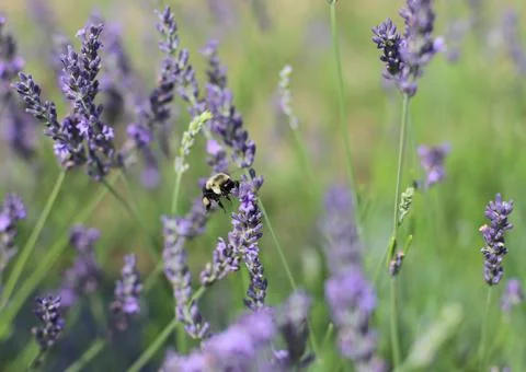 Bumblebee and Lavender Stock Photos