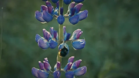 Bumblebee And Lupine Video stock 142460182