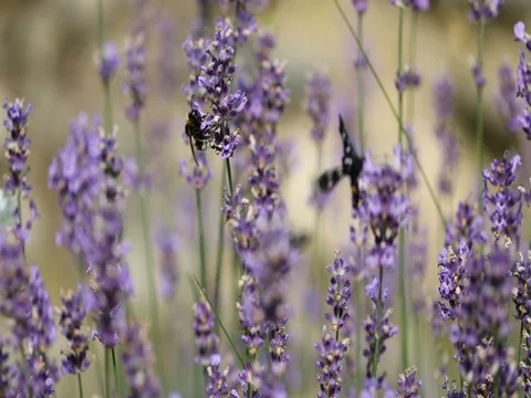 Bumblebee and Nine-spotted moth sitting on lavender bloom macro 4K in 50FPS Stockbeeldmateriaal 77486492