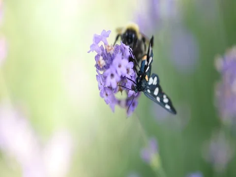Bumblebee and Nine-spotted moth sitting on lavender bloom macro 4K in 50FPS Stockbeeldmateriaal 77488304