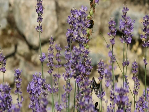 Bumblebee and Nine-spotted moth sitting on lavender bloom macro 4K in 50FPS Stockbeeldmateriaal 77578665