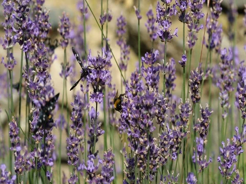 Bumblebee and Nine-spotted moth sitting on lavender bloom macro 4K in 50FPS Stockbeeldmateriaal 77605861