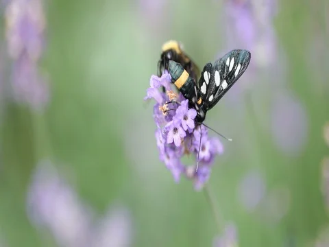Bumblebee and Nine-spotted moth (Amata phegea) sitting on lavender bloom macro 4 Stockbeeldmateriaal 77606454