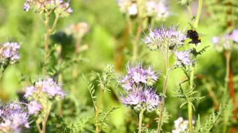 Bumblebee and Phacelia Flower Stock Footage 27874685