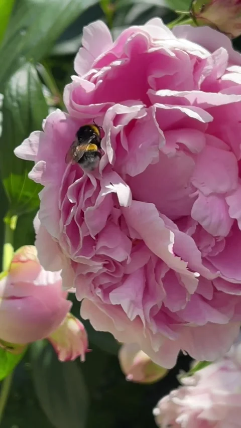 Bumblebee and Pink Close-up Flower Stock Footage 197387979
