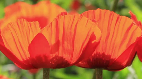 Bumblebee and poppy Stock Footage 28046345