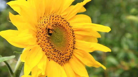 Bumblebee and Sunflower Stock-Footage 41289220
