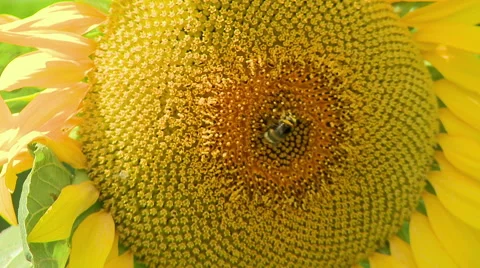 Bumblebee and sunflower Video stock 51182499