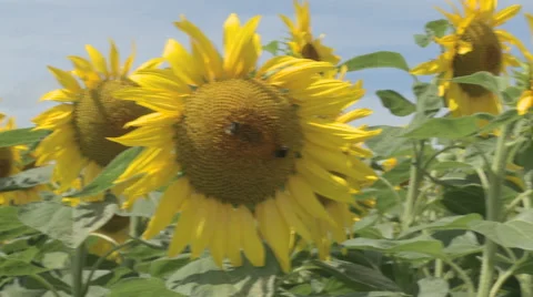 Bumblebee and sunflower Stock-Footage 51201808