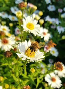 Bumblebee and white chamomile. A bee sits on a flower. Bumblebee sitting on a Stock Photos