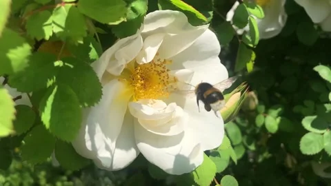 Bumblebee and White Flower Video stock 155410727