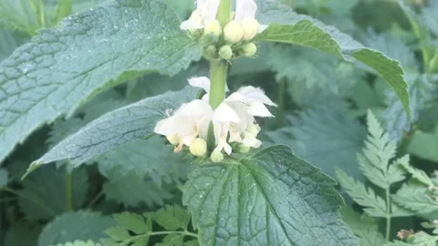 Bumblebee and white flowers Stock Footage 132025492
