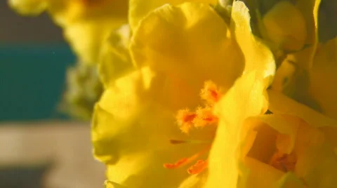 Bumblebee and yellow flower Stock Footage 842336