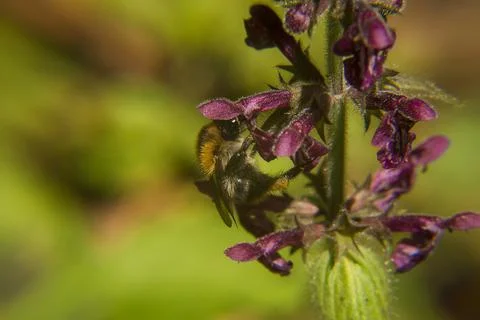 Bumblebee on Anemone Flower Stock Photos