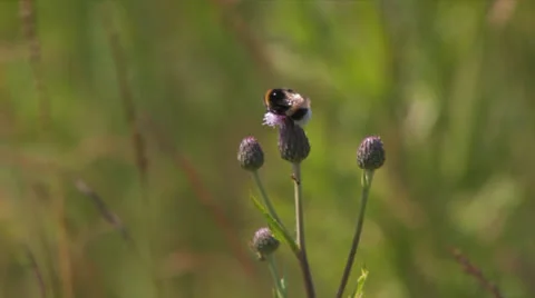 Bumblebee &amp; ant on a thistle Stock Footage 25672676