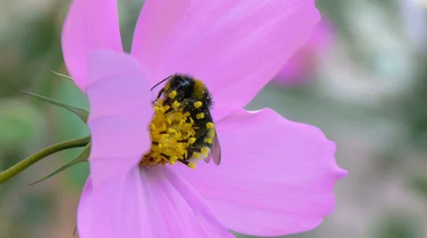 Bumblebee asleep on flower Vídeos de archivo 36707382
