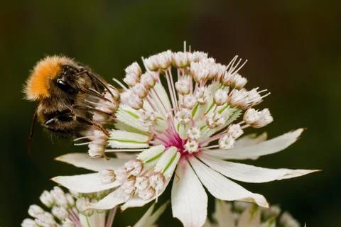 Bumblebee in Astrantia Stock Photos