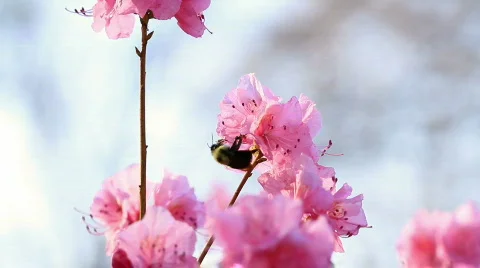 Bumblebee on azalea 動画素材 752733