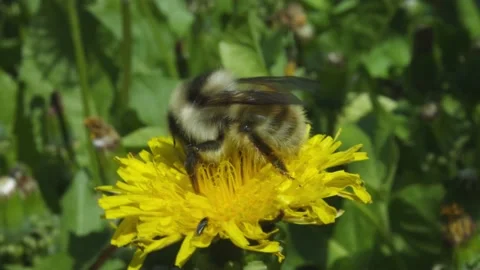 Bumblebee on the backyard Шмель на заднем дворе Flora, insect. Stock Footage 133551653