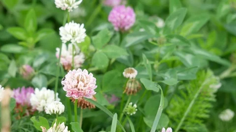 Bumblebee on a beautiful clover flower. 動画素材 116539859
