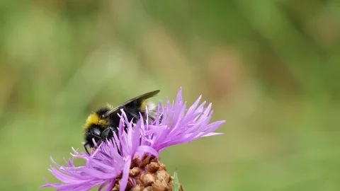 Bumblebee on a beautiful flower. Vídeo Stock 117334317