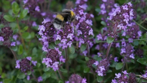 Bumblebee bee eating nectar from Flowers Stock Footage 87348838