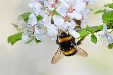 Bumblebee, bee on flower Stock Photos