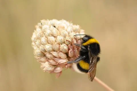 Bumblebee, bee on flower Stock Photos