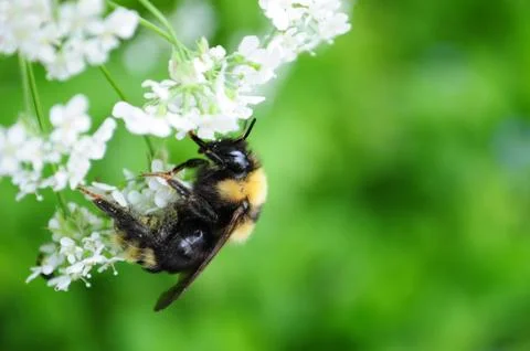 Bumblebee, bee on flower Stock Photos