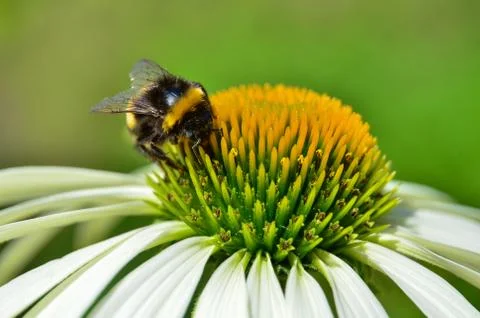 Bumblebee, bee on flower Stock Photos