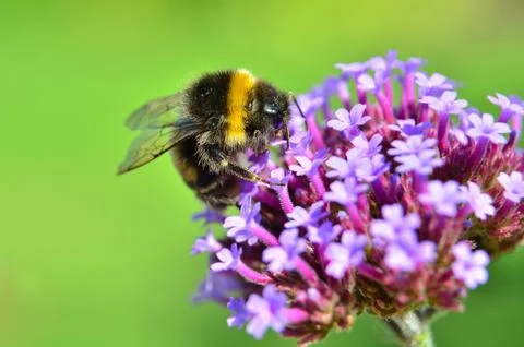 Bumblebee, bee on flower Stock Photos