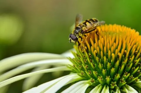 Bumblebee, bee on flower Stock Photos