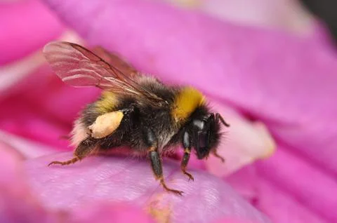 Bumblebee, bee on flower Stock Photos